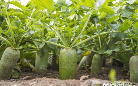 腌白萝卜怎么腌好吃又脆（最简单腌白萝卜干做法）