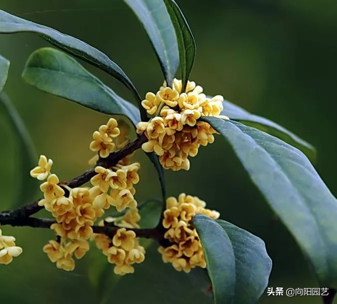 桂花插枝时间和方法  桂花插枝条容易活的方法-3