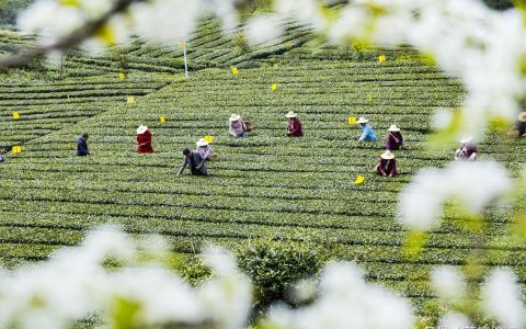 九畹丝绵茶是红茶还是绿茶 碧螺春红茶是什么茶？