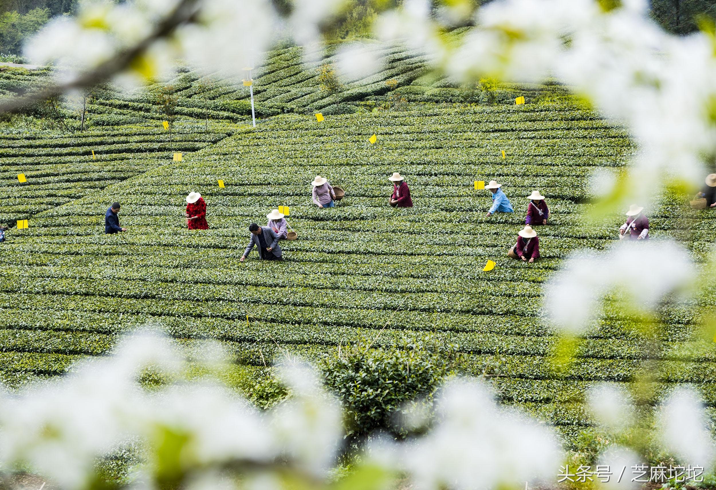 九畹丝绵茶是红茶还是绿茶 碧螺春红茶是什么茶？-1