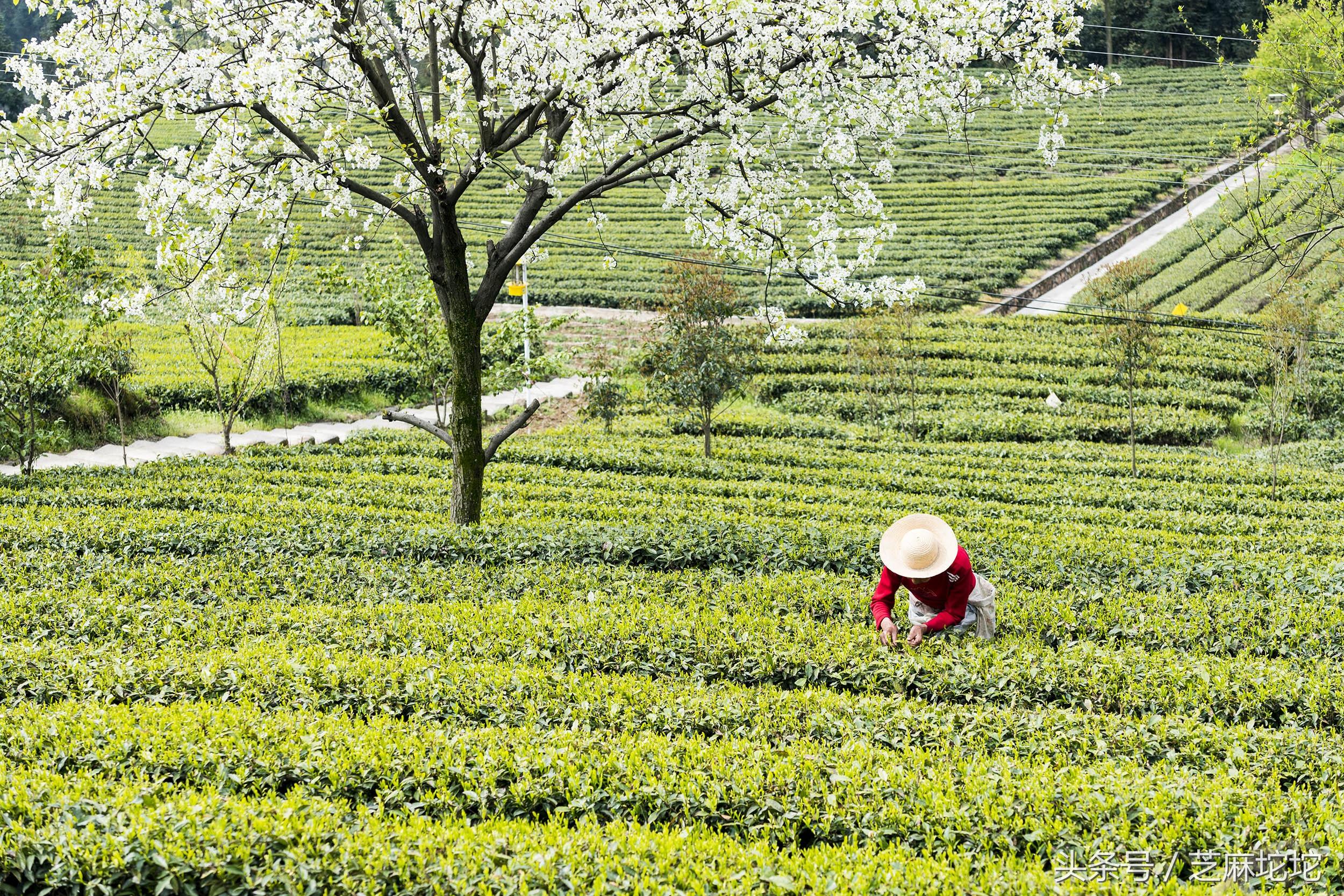 九畹丝绵茶是红茶还是绿茶 碧螺春红茶是什么茶？-2