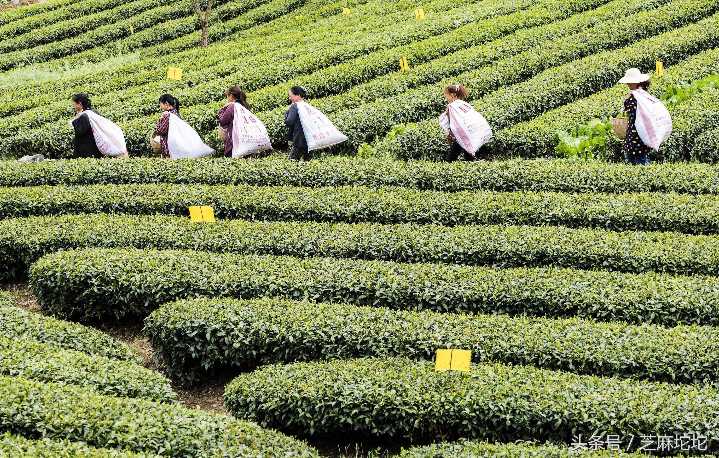 九畹丝绵茶是红茶还是绿茶 碧螺春红茶是什么茶？-5