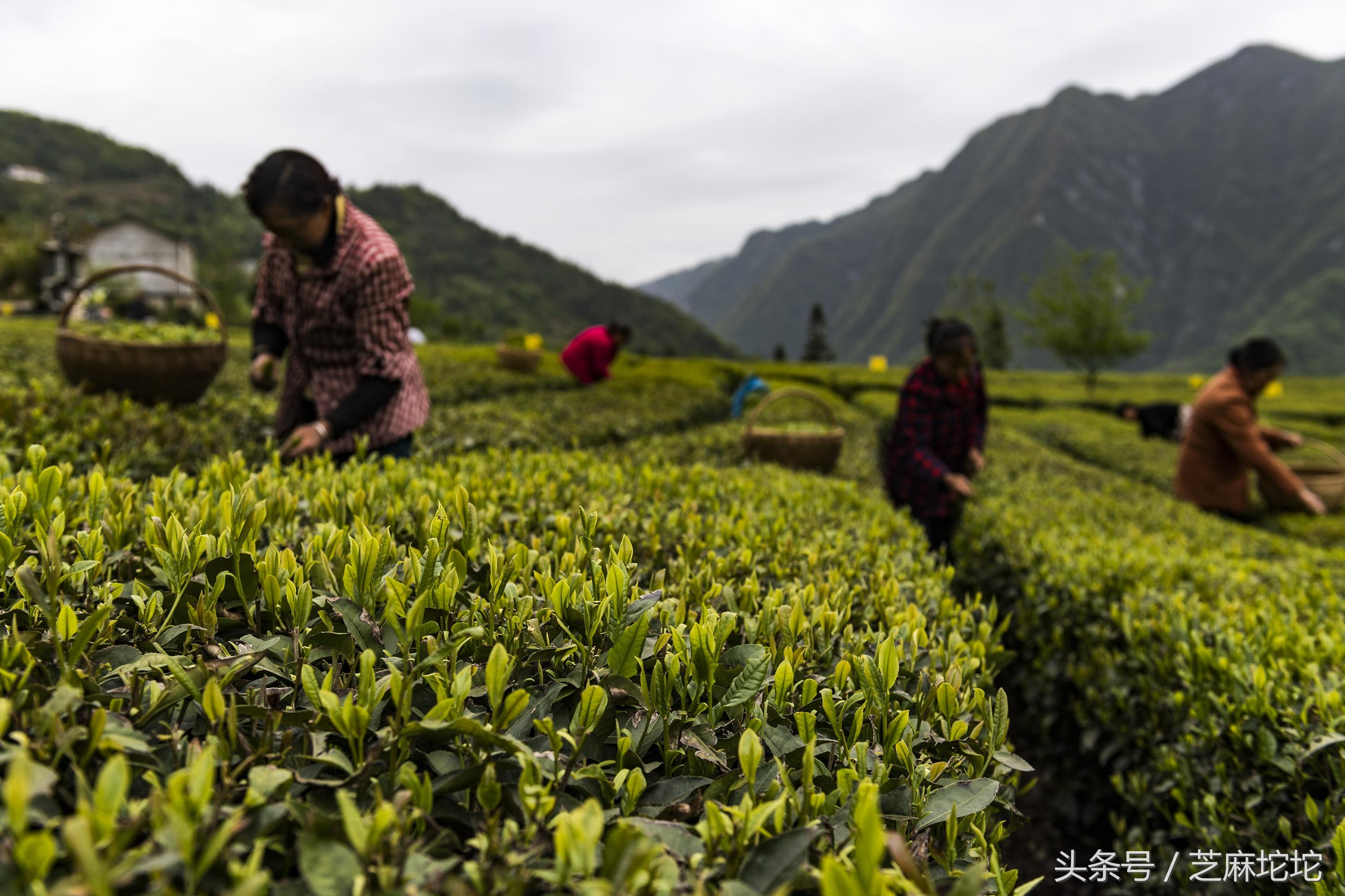 九畹丝绵茶是红茶还是绿茶 碧螺春红茶是什么茶？-3