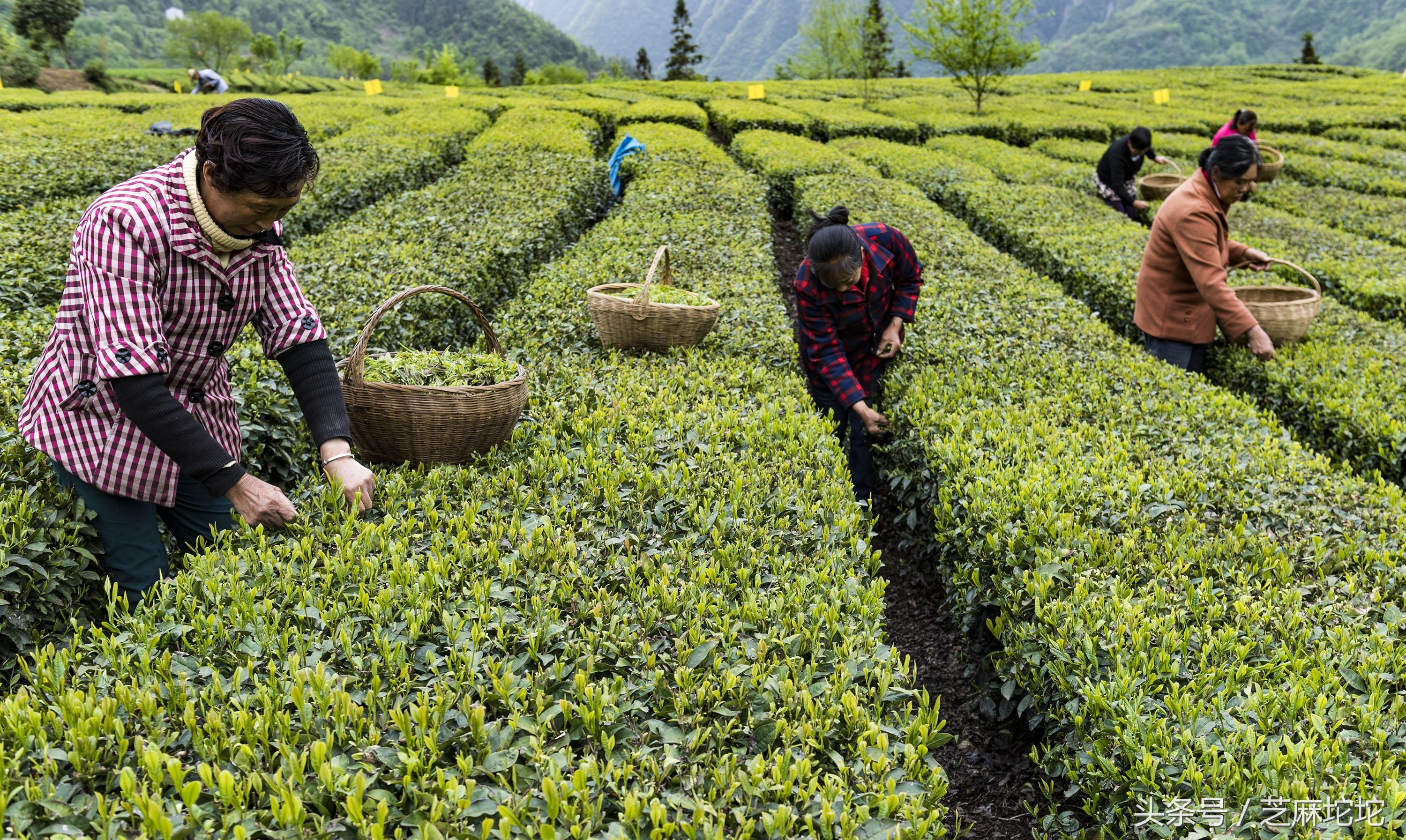 九畹丝绵茶是红茶还是绿茶 碧螺春红茶是什么茶？-4