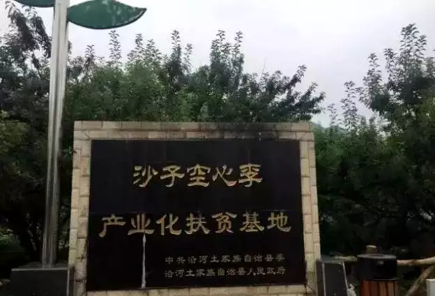 沙子空心李多少钱一斤_沙子空心李的介绍-1