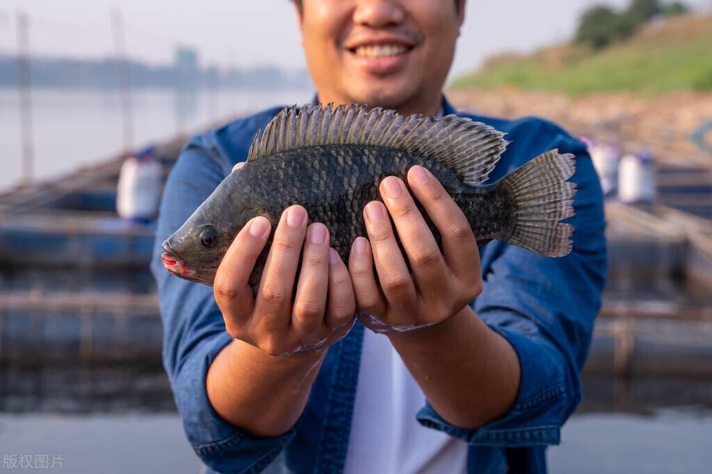 罗非鱼是海鱼还是河鱼 罗非鱼的营养价值及功效-5