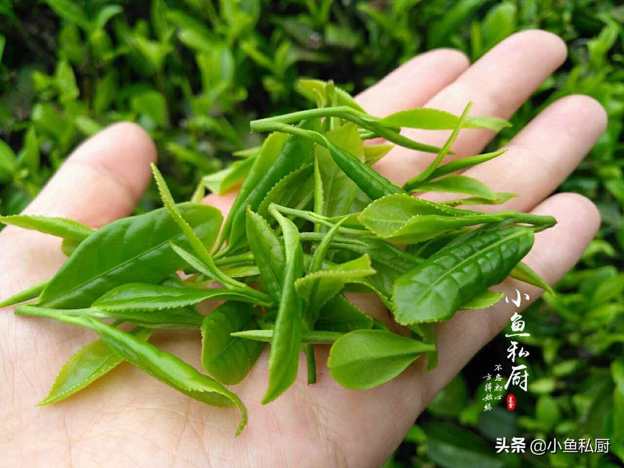 如何炒茶叶是绿色的，茶叶怎么炒出来是绿色的-1