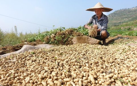 花生加工厂需要什么设备「干货」