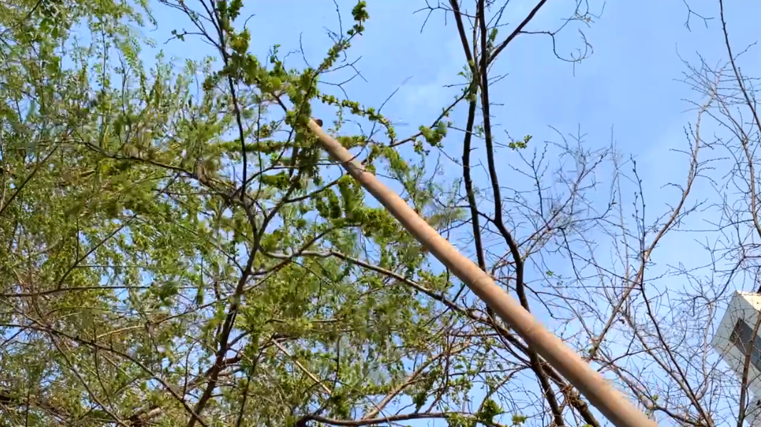 榆钱怎么做最好吃_榆钱树长什么样图片-1