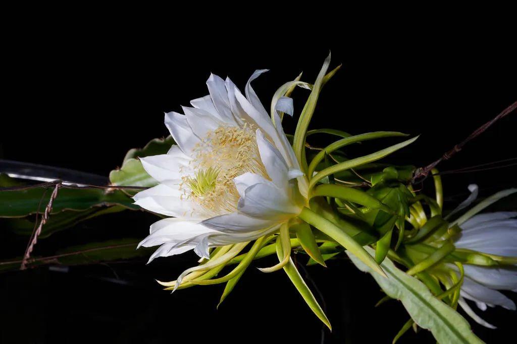 霸王花煲汤什么功效_霸王花煲汤配什么材料好？-2