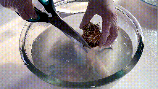 家庭制作香辣蟹的方法（香辣蟹的制作方法和教程）-12
