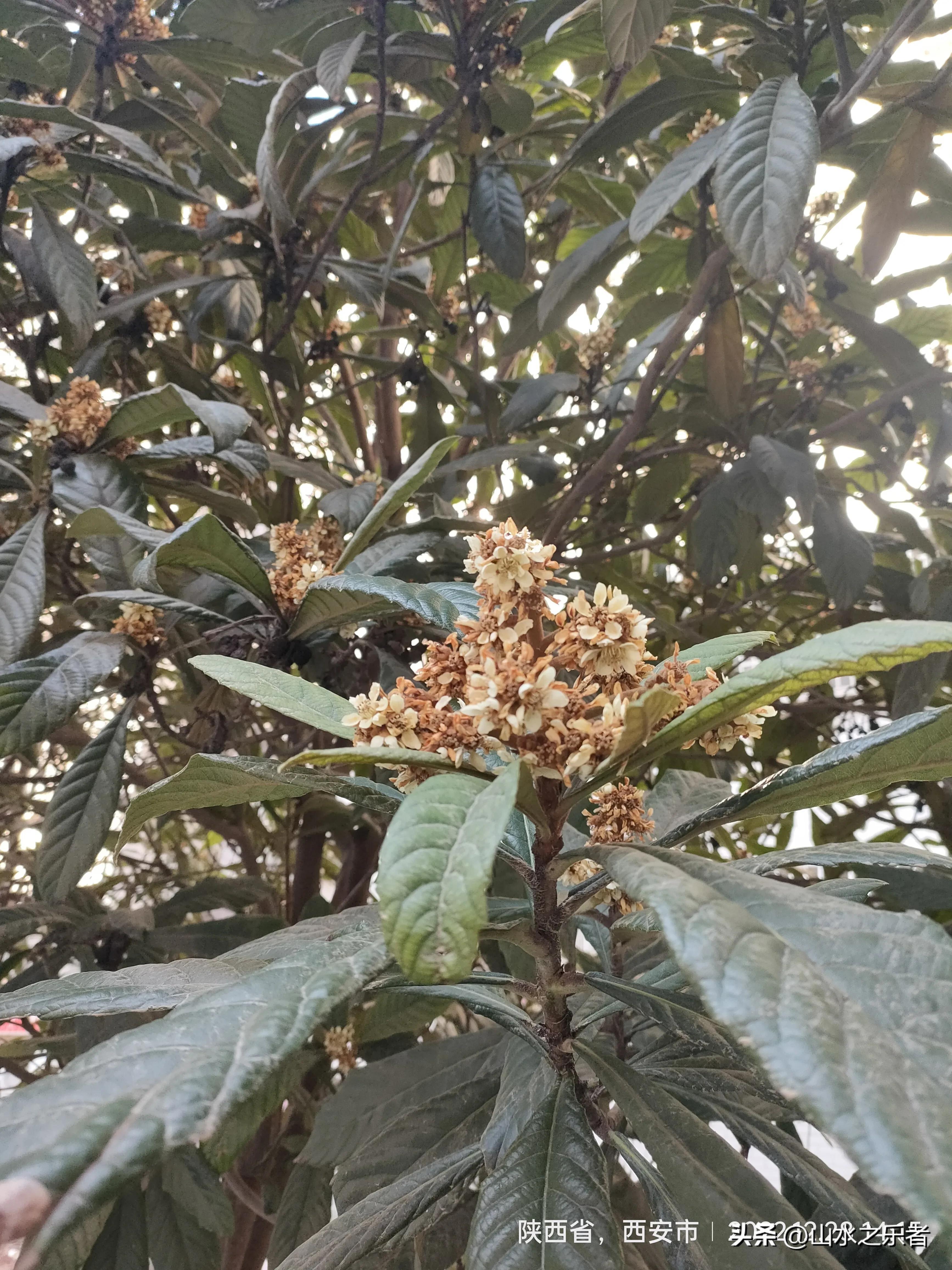 自制枇杷膏的熬制方法 川贝枇杷膏的正确做法-1