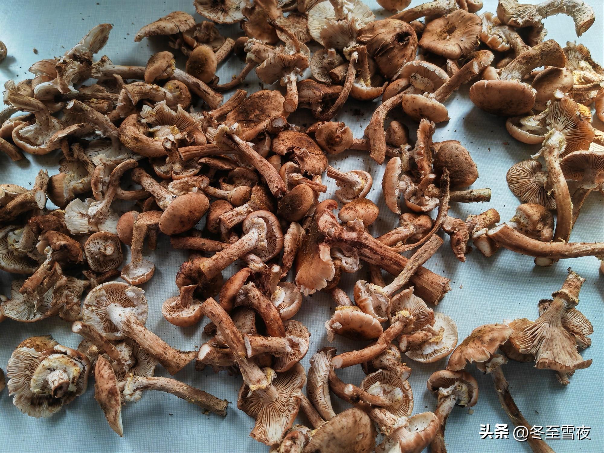 野生干蘑菇的做法大全 东北干蘑菇怎么做好吃？-3