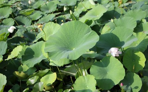 莲藕的种植时间与方法，莲藕栽培技术要点