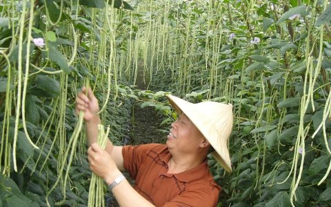 长豆角的种植方法和时间（早豆角什么时间种）