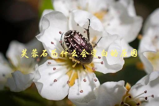 芙蓉石为什么会变白的原因，你知道吗？-1