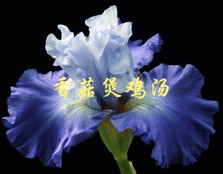 香菇煲鸡汤(如何煲出浓郁美味的家常汤)-1