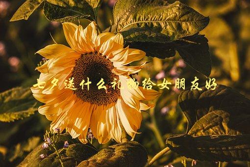 七夕送什么礼物给女朋友好，有哪些实用又浪漫的推荐？-1