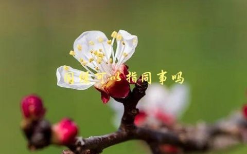 同僚可以指同事吗，职场术语解析