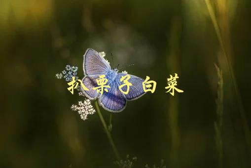 扒栗子白菜(如何做出美味又营养的家常菜)-1