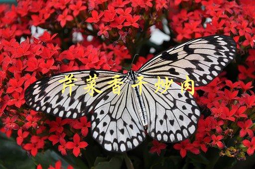 芹菜香干炒肉(如何做出口感鲜美的家常菜)-1