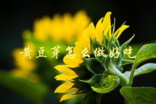 黄豆芽怎么做好吃(教你简单易行的制作方法)-1