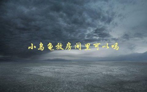 小乌龟放房间里可以吗，需要注意哪些细节