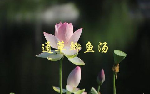 通草鲫鱼汤(如何烹制美味健康的鲫鱼汤)