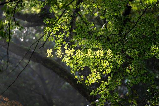 鸳鸯哪个是雄鸟，如何辨别鸳鸯的性别-1