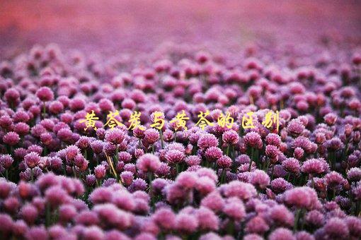 黄芩炭与黄芩的区别，哪种更适合治疗感冒-1