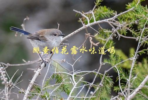 跳蚤怕花露水味道吗，使用花露水能否有效驱赶跳蚤？-1