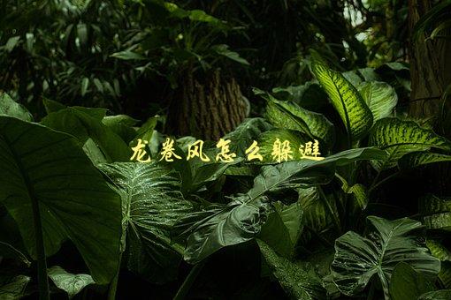 龙卷风怎么躲避，应该采取哪些措施-1