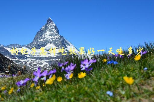 枸杞子怎样吃效果好，一天吃多少才能达到最佳效果-1