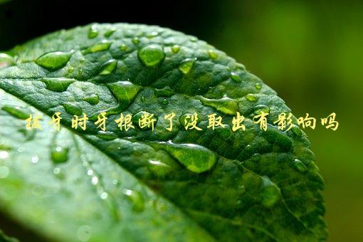 拔牙时牙根断了没取出有影响吗，该如何处理-1