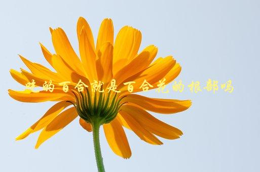 吃的百合就是百合花的根部吗，揭开百合花的真面目-1