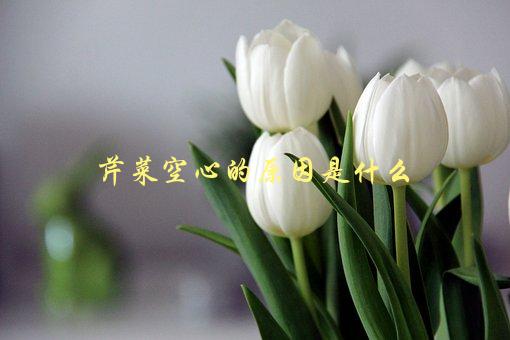 芹菜空心的原因是什么，为什么会出现这种情况-1