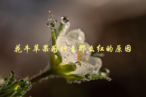 花牛苹果为什么那么红，是什么成分让它变红-1