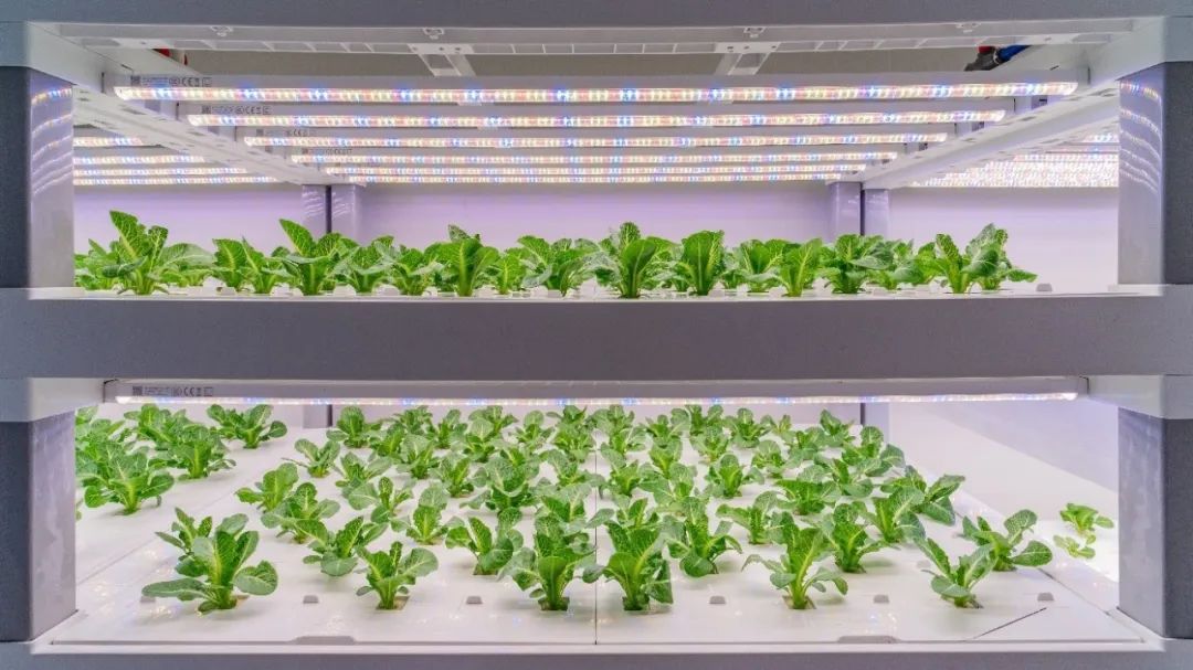 如何种出一棵跨越阶层的生菜？“植物工厂”种植模式便可做到“云种菜”