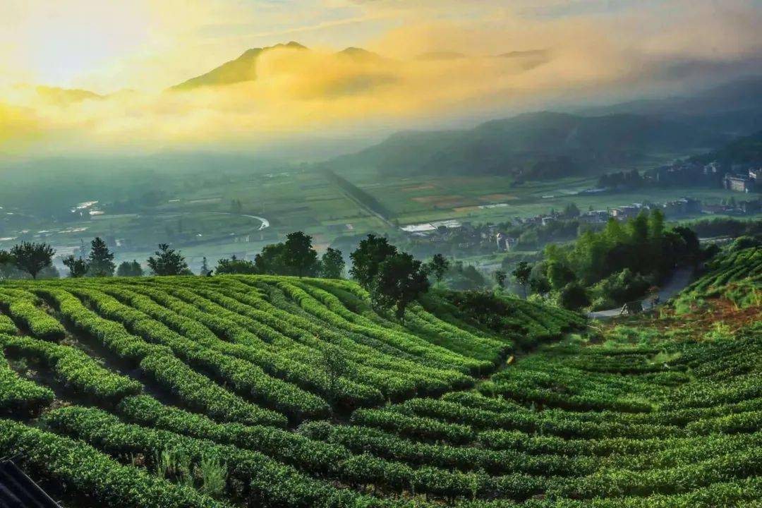 松溪深化茶旅融合，带动农民增收致富