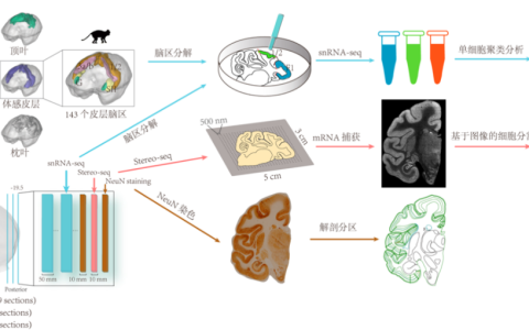 猕猴大脑皮层细胞空间分布图谱,为相关研究提供了重要的数据资源库