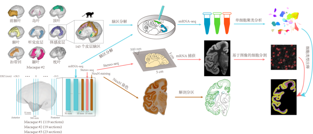 猕猴大脑皮层细胞空间分布图谱,为相关研究提供了重要的数据资源库
