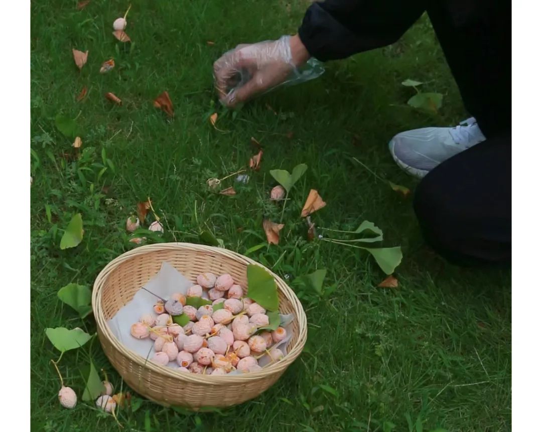 生食银杏果有风险:树下掉落的白果不要捡